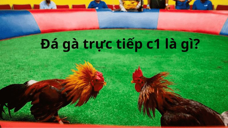 Trải nghiệm đỉnh cao cùng đá gà cúp c1 tại nhà cái VVVWIN